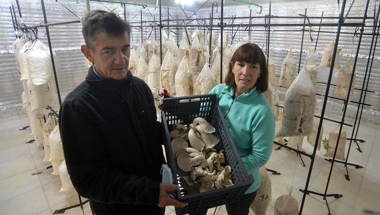 No damos abasto, el jubilado petrolero que cosecha hongos en Neuquén