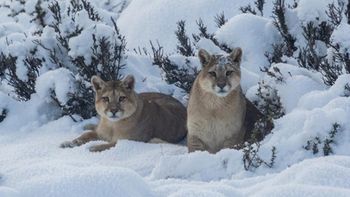 Tradicionalmente, los productores ganaderos de Santa Cruz -al igual que en otras provincias- ven en la propagación del puma una amenaza para sus animales. Tradicionalmente, los productores ganaderos de Santa Cruz -al igual que en otras provincias- ven en la propagación del puma una amenaza para sus animales.
