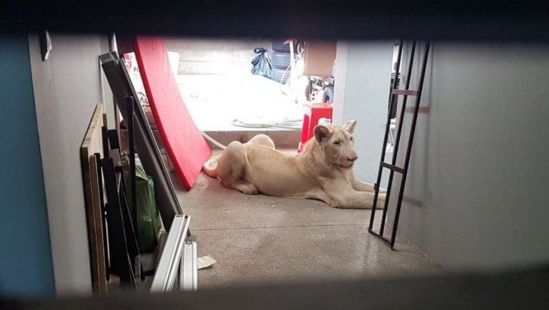 Incautaron a león que usaban para subir videos a TikTok.