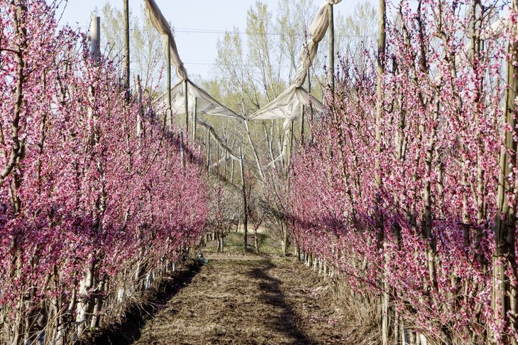 Los colores de la chacra anuncian la primavera. Foto: Anahí Cárdena Los colores de la chacra anuncian la primavera. Foto: Anahí Cárdena
