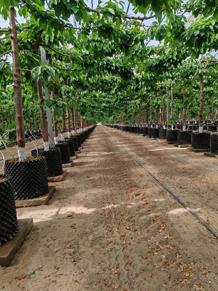 La productividad es muy alta y se busca ingresar al mercado con una oferta temprana. La productividad es muy alta y se busca ingresar al mercado con una oferta temprana.