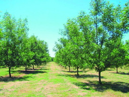 nuez pecan: como un legado de sarmiento impulsa la economia agricola argentina en el mundo nuez pecan: como un legado de sarmiento impulsa la economia agricola argentina en el mundo