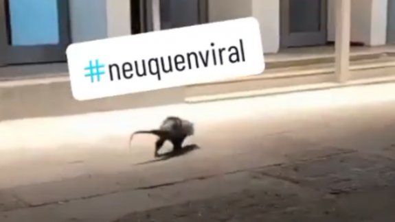 Un extraño animal paseando por la Avenida Argentina