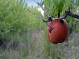 Cada año que pasa crece la superficie de chacras frutícolas abandonadas.