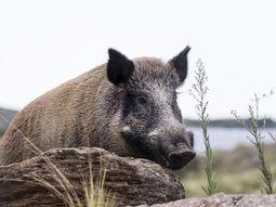 El jabalí busca alimento en los residuos urbanos de Bariloche, lo que incrementa el riesgo de choque. Foto: Estrategia Nacional sobre Especies Exóticas Invasoras El jabalí busca alimento en los residuos urbanos de Bariloche, lo que incrementa el riesgo de choque. Foto: Estrategia Nacional sobre Especies Exóticas Invasoras
