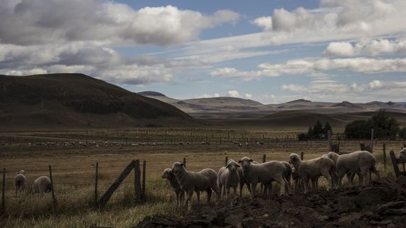 El primer programa de carbono de la Patagonia Argentina busca regenerar 3.000.000 de hectáreas. Foto: prensa Ovis 21.