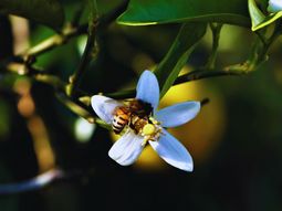 La miel de azahar de Tucumán es la primera en conseguir la IG. Foto: INTA La miel de azahar de Tucumán es la primera en conseguir la IG. Foto: INTA