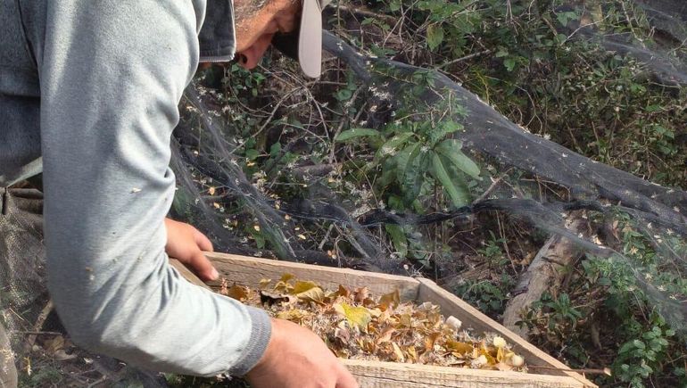 Chubut: recolección de semillas nativas en el Parque Nacional Lago Puelo.