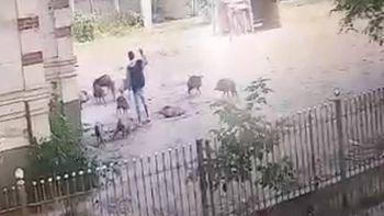 la plata: masacro a golpes a un jabali y se lo quiso robar la plata: masacro a golpes a un jabali y se lo quiso robar