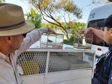 Operativo policial por aves capturadas ilegalmente: rescataron a un jilguero y un misto