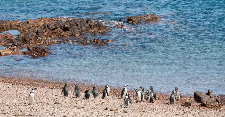 Pingüinos de Magallanes en Camarones, Chubut.
