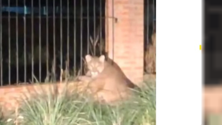 La policía de Trelew confirmó la veracidad del video y realiza un rastrillaje para tratar de cortarle el rastro al puma