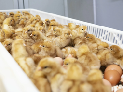 Llama la atención la masiva matanza de polluelos que existe hoy en la industria del huevo. Llama la atención la masiva matanza de polluelos que existe hoy en la industria del huevo.