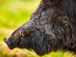 No existen establecimientos de faena o plantas elaboradoras de jabalí con tránsito federal. Foto: a-z-animals.com No existen establecimientos de faena o plantas elaboradoras de jabalí con tránsito federal. Foto: a-z-animals.com