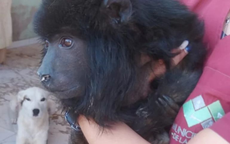 Yeico fue rescatado de una casa de Las Heras, en Santa Cruz. Yeico fue rescatado de una casa de Las Heras, en Santa Cruz.