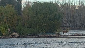 Rescataron a un guanaco de las aguas del Limay, a metros de la isla 132