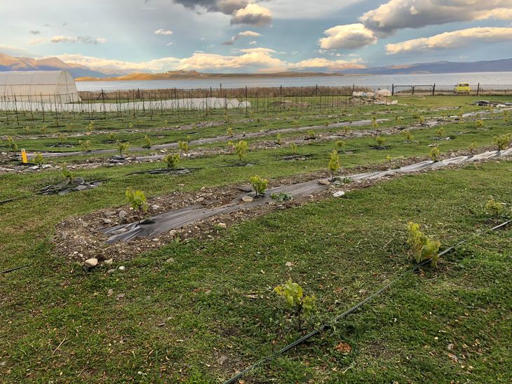 Un desafío enológico extremo: Las 600 vides experimentales de Ushuaia y la búsqueda de madurez fenólica. Foto: gentileza
