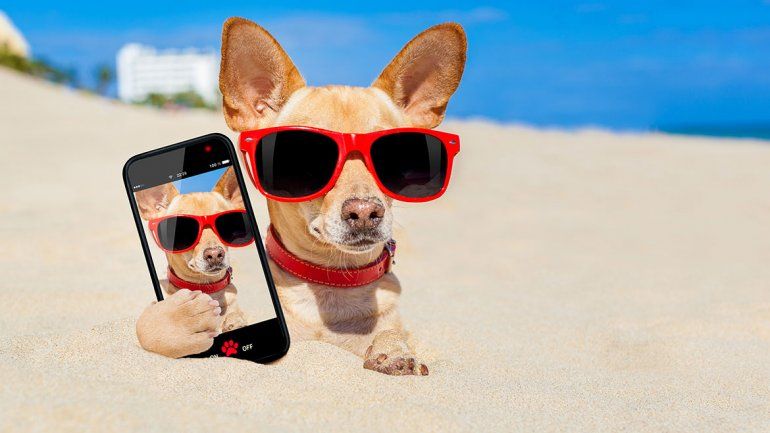 Cada vez hay más apps para cuidar a las mascotas