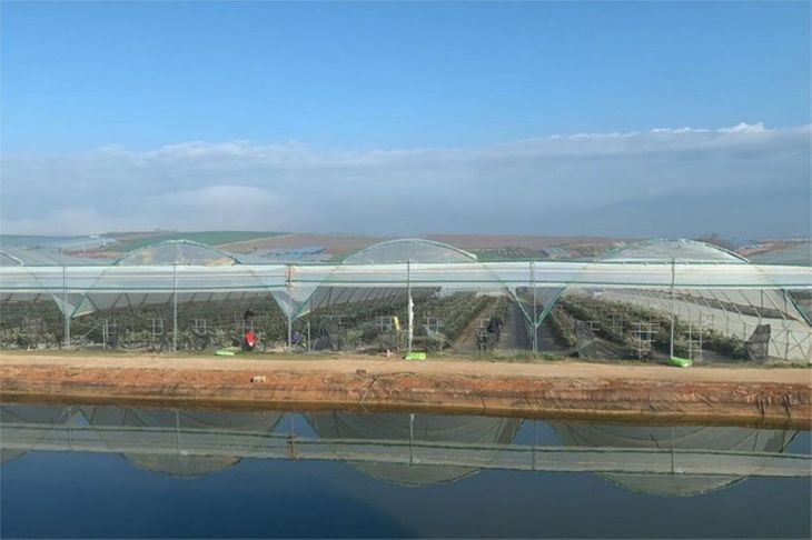 El cultivo que ya genera miles de millones en ventas y redefine el mapa frutícola chino.