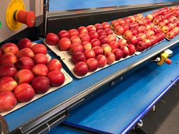 menor cosecha de manzanas en polonia eleva los precios menor cosecha de manzanas en polonia eleva los precios