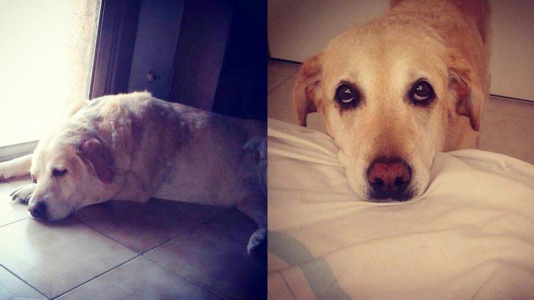 La búsqueda desesperada de Anis, la perra que cayó al río Neuquén