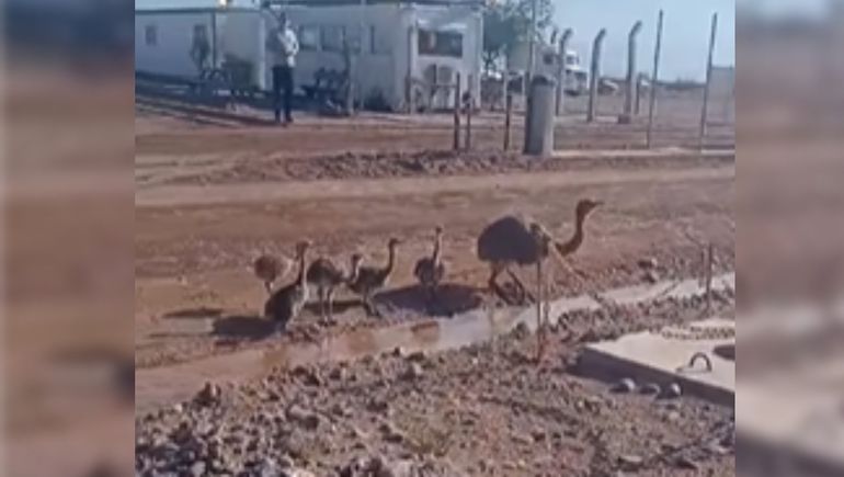 Video viral: una familia de choiques se acercó a buscar agua a un pozo de Vaca Muerta
