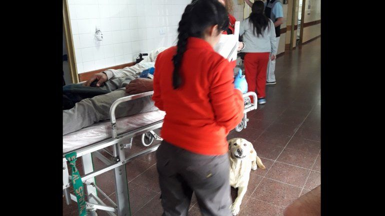 Conocé a Virola, la perra fiel que siguió a su dueño hasta el hospital Heller