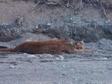 Atropellaron a un puma en el Parque Nacional Lanín y se activó un operativo para asistirlo