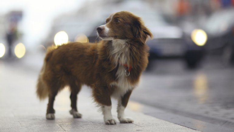 Viral: perro provocó que un hombre fuese atropellado por un camión. | Foto referencial.