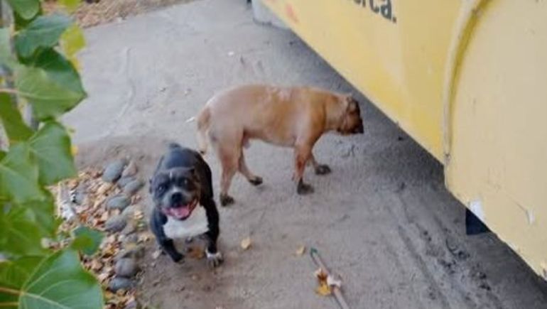 Los dos pitbull que atacaron a un hombre en Caleta Olivia.