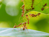 El sencillo truco para eliminar las hormigas del jardín de tu casa