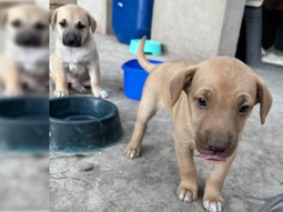 Desde la fundación destacaron la colaboración de los cipoleños para retomar las tareas. Desde la fundación destacaron la colaboración de los cipoleños para retomar las tareas.