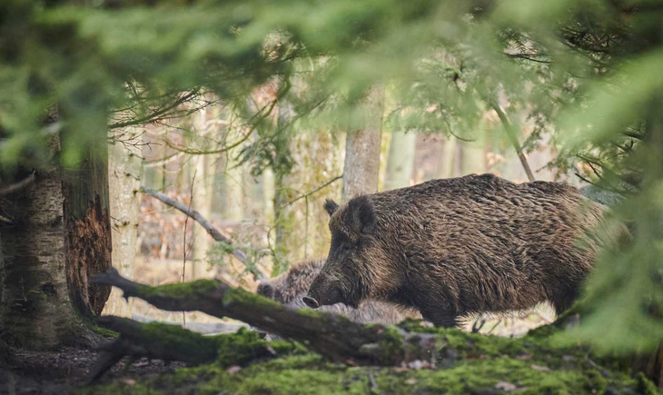Inacción política y avance a las ciudades: Inacción política y avance a las ciudades:
