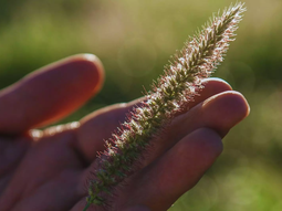 Planta adulta de buffel grass en pleno rebrote tras pastoreo: resistencia a sequía y rápido recupero en el semiárido. Planta adulta de buffel grass en pleno rebrote tras pastoreo: resistencia a sequía y rápido recupero en el semiárido.