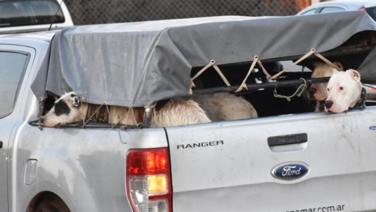 Polémica por la participación de menores en la caza de animales con jauría