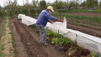 Apuestan a la producción de verduras agroecológicas