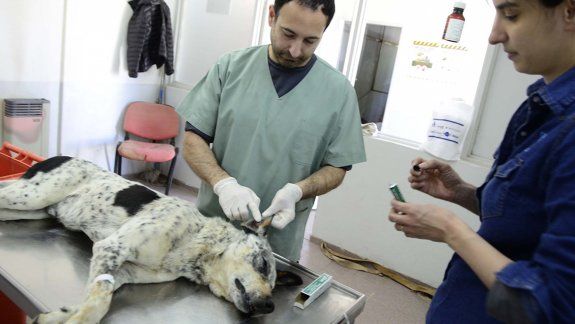 Tatuarán a perros callejeros castrados por la Muni