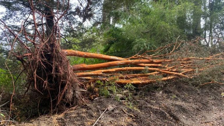 Cortaron arrayanes en el lago Correntoso de Villa La Angostura. Foto: Diario Andino.