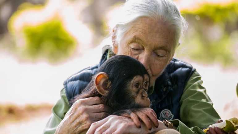 Falleció la reconocida investigadora de chimpancés Jane Goodall