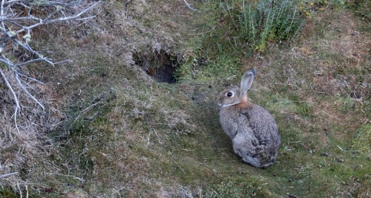 Su alta capacidad reproductiva y el daño a pastizales y renovales obligan a las autoridades a diseñar un plan de control específico. Su alta capacidad reproductiva y el daño a pastizales y renovales obligan a las autoridades a diseñar un plan de control específico.