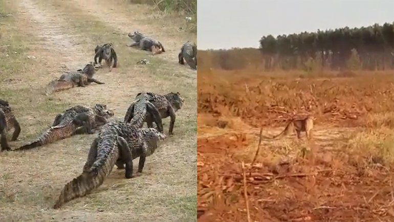 Incendios en Corrientes: animales heridos huyen de las llamas
