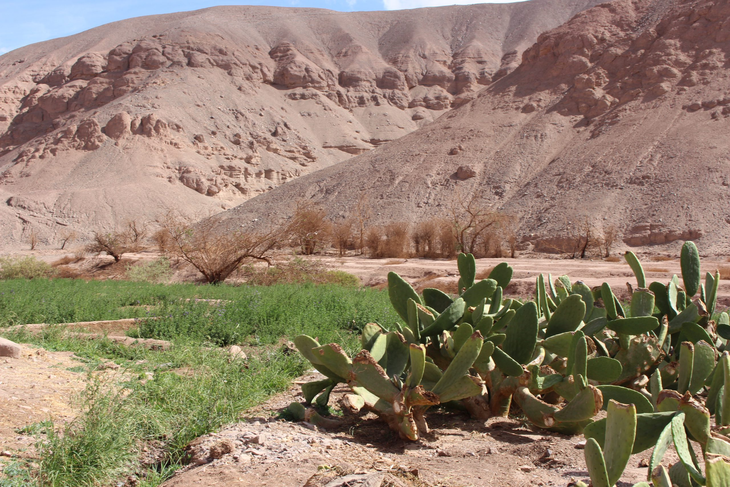 De 0,5 a 2,5 t/ha: quinoa florece en desierto con biofertilizantes de algas. De 0,5 a 2,5 t/ha: quinoa florece en desierto con biofertilizantes de algas.
