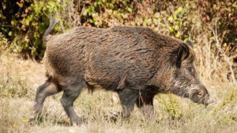 Detectan animales silvestres con triquinosis en la cordillera