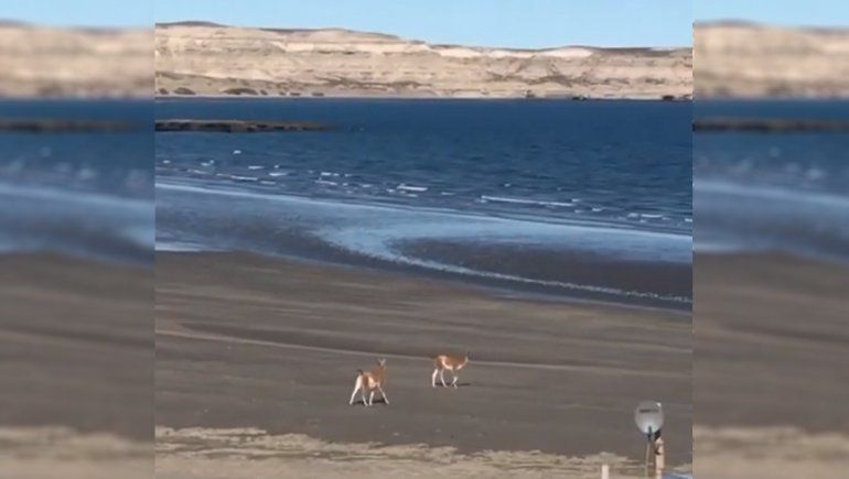 Sin humanos, los animales disfrutan de la naturaleza: mirá el pase de unos guanacos por la playa