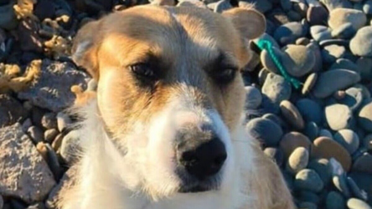 Proteccionistas le pusieron abogados a "Perejil", el perro que atacó y mató a una nena en Rawson