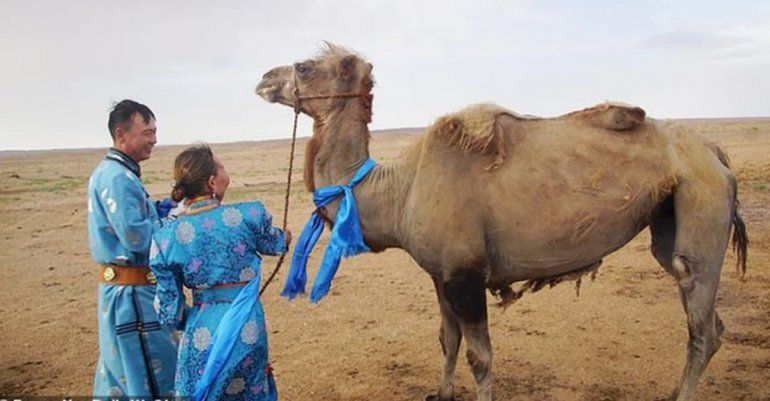 Camello vuelve con su familia tras larga caminata&nbsp;