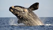 El fascinante video de una ballena franca que derivó en un hallazgo inédito para la ciencia (imagen ilustrativa). El fascinante video de una ballena franca que derivó en un hallazgo inédito para la ciencia (imagen ilustrativa).