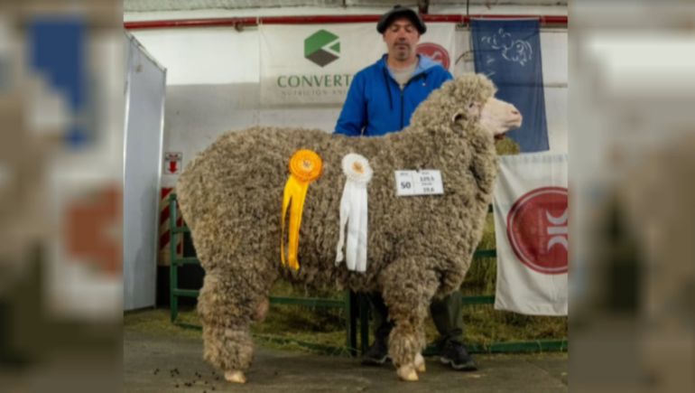 Tras la venta del carnero a un impactante precio en Chubut