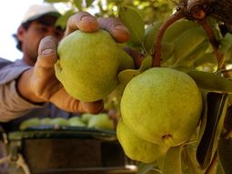 Las peras del Valle, un producto muy demandado por Brasil. Las peras del Valle, un producto muy demandado por Brasil.