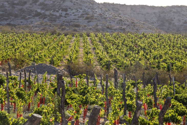 Las hileras de vides de Valle Azul, en Río Negro. Foto: gentileza. Las hileras de vides de Valle Azul, en Río Negro. Foto: gentileza.